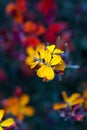 Close-up yellow wallflower on dark background