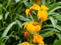 Close up of yellow wallflowers erysimum cheiri in bloom Royalty Free Stock Photo
