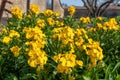 Wallflowers erysimum cheiri in bloom Royalty Free Stock Photo