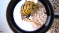 Close up of yellow wasp abdomen Closeup German yellowjacket, European wasp or German wasp, yellow hornet, yellow Wasp lat. Vespu