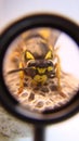 Close up of yellow wasp. Closeup German yellowjacket, European wasp or German wasp, yellow hornet, yellow Wasp lat. Vespula germ