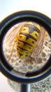 Close up of yellow wasp. Closeup German yellowjacket, European wasp or German wasp, yellow hornet, yellow Wasp lat. Vespula germ