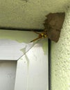 Close-up of yellow wasp sitting and making mud house in the corner of windows shield, insect wings and eyes photography, macro Royalty Free Stock Photo