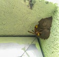 Close-up of yellow wasp sitting and making mud house in the corner of windows shield, insect wings and eyes photography, macro Royalty Free Stock Photo