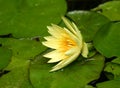 Close up of Yellow Waterlily with green lily pads