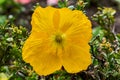 Close-up of a yellow Welsh poppy Meconopsis cambricain the nature Royalty Free Stock Photo