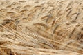 Close-up of yellow wheat plants waving in the wind at sunset