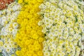 Close up of  Yellow and white  Chrysanthemum daisy flower, Beautiful huge bouquet of Chrysanthemum floral botanical flowers Royalty Free Stock Photo