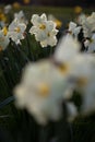 Close up white, yellow and white daffodils flowers spring field Royalty Free Stock Photo
