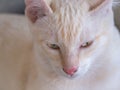 Close up of The Yellow White Kitten Face Royalty Free Stock Photo