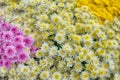 Close up of  Yellow white and pink Chrysanthemum daisy flower, Beautiful huge bouquet of Chrysanthemum floral botanical flowers Royalty Free Stock Photo