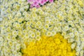 Close up of  Yellow white and pink Chrysanthemum daisy flower, Beautiful huge bouquet of Chrysanthemum floral botanical flowers Royalty Free Stock Photo