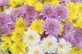 Close up of Yellow white and pink Chrysanthemum daisy flower, Beautiful huge bouquet of Chrysanthemum floral botanical flowers and Royalty Free Stock Photo