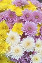 Close up of Yellow white and pink Chrysanthemum daisy flower, Beautiful huge bouquet of Chrysanthemum floral botanical Royalty Free Stock Photo