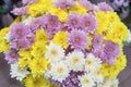 Close up of Yellow white and pink Chrysanthemum daisy flower, Beautiful huge bouquet of Chrysanthemum floral botanical flowers and Royalty Free Stock Photo