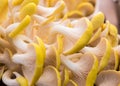 Close-up of yellow and white tree mushrooms