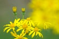 Senecio scandens