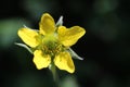 Close up yellow wild flower, Geum urbanus, Wood avens Royalty Free Stock Photo