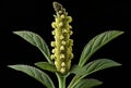 Close up of a yellow wild flower (Verbascum officinale)