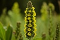 Close up of a yellow wild flower (Verbascum officinale)