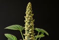 Close up of a yellow wild flower (Verbascum officinale)