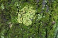 Closeup of yellow Xanthoria parietina lichen on tree bark covered with moss