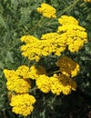 Close-up of a yellow yarrow flower Royalty Free Stock Photo