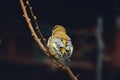 Close up of Yellowhammer Emberiza citrinella is sitting on the branch - photo with dark black background. Portrait of