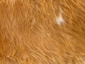 Close up of yellowish-brown skinned goat fur Royalty Free Stock Photo