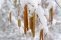 Catkins of Corkscrew hazel in snow, winter season nature details