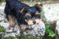 Close up of Yorkshire Terrier puppy. Blurred background.