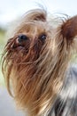 Close-up Yorkshire Terrier