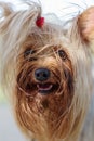 Close-up Yorkshire Terrier