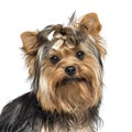 Close-up of a Yorkshire Terrier wearing a bow