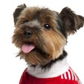 Close-up of Yorkshire Terrier wearing red