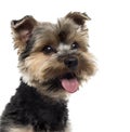 Close-up of a Yorshire Terrier