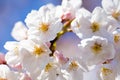 Close up of Yoshino cherry blossoms