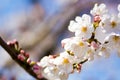 Close up of Yoshino cherry blossoms