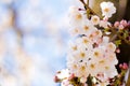 Close up of Yoshino cherry blossoms