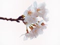 Close up of Yoshino cherry tree blossom in full bloom