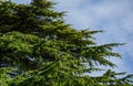 Close-up of youn light green needles and male cones on the branches of Himalayan cedar Cedrus Deodara, Deodar