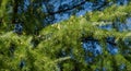 Close-up of youn light green needles and male cones on the branches of Himalayan cedar Cedrus Deodara, Deodar