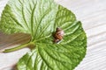 Snail Achatina. Achatina snail crawling on a green leaf