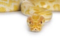 Burmese Python on white