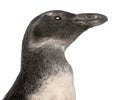 Close-up of Young African Penguin, Spheniscus demersus, 3 months old Royalty Free Stock Photo