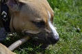 Close up of young American Staffordshire Terrier that gnaws a st