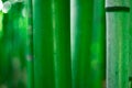 Close-up of young bamboo sticks. green bamboo close-up Royalty Free Stock Photo