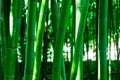 Close-up of young bamboo sticks. green bamboo close-up Royalty Free Stock Photo