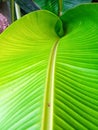 Close-up of a young banana leaf Texture Royalty Free Stock Photo