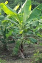 Close up of young banana tree texture Royalty Free Stock Photo